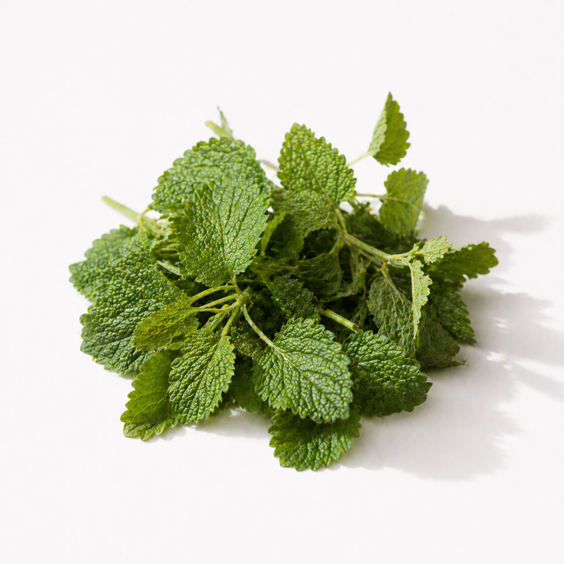 Lemon Balm